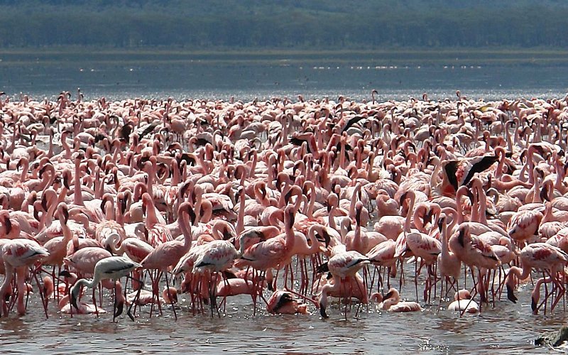 4 Days Masai Mara & Lake Nakuru Group Joining Safari